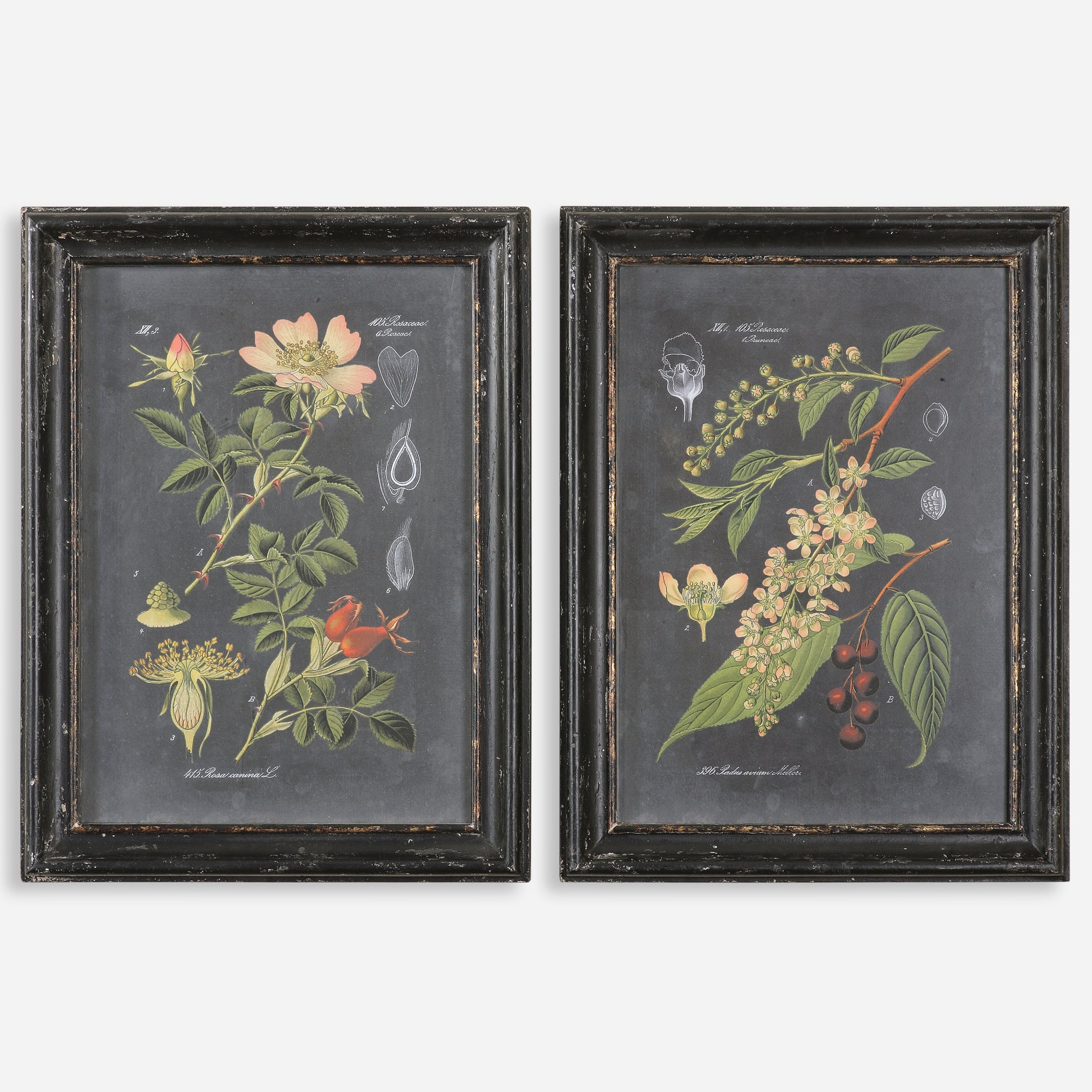 Uttermost Midnight Botanicals Wall Art Wall Art Uttermost   