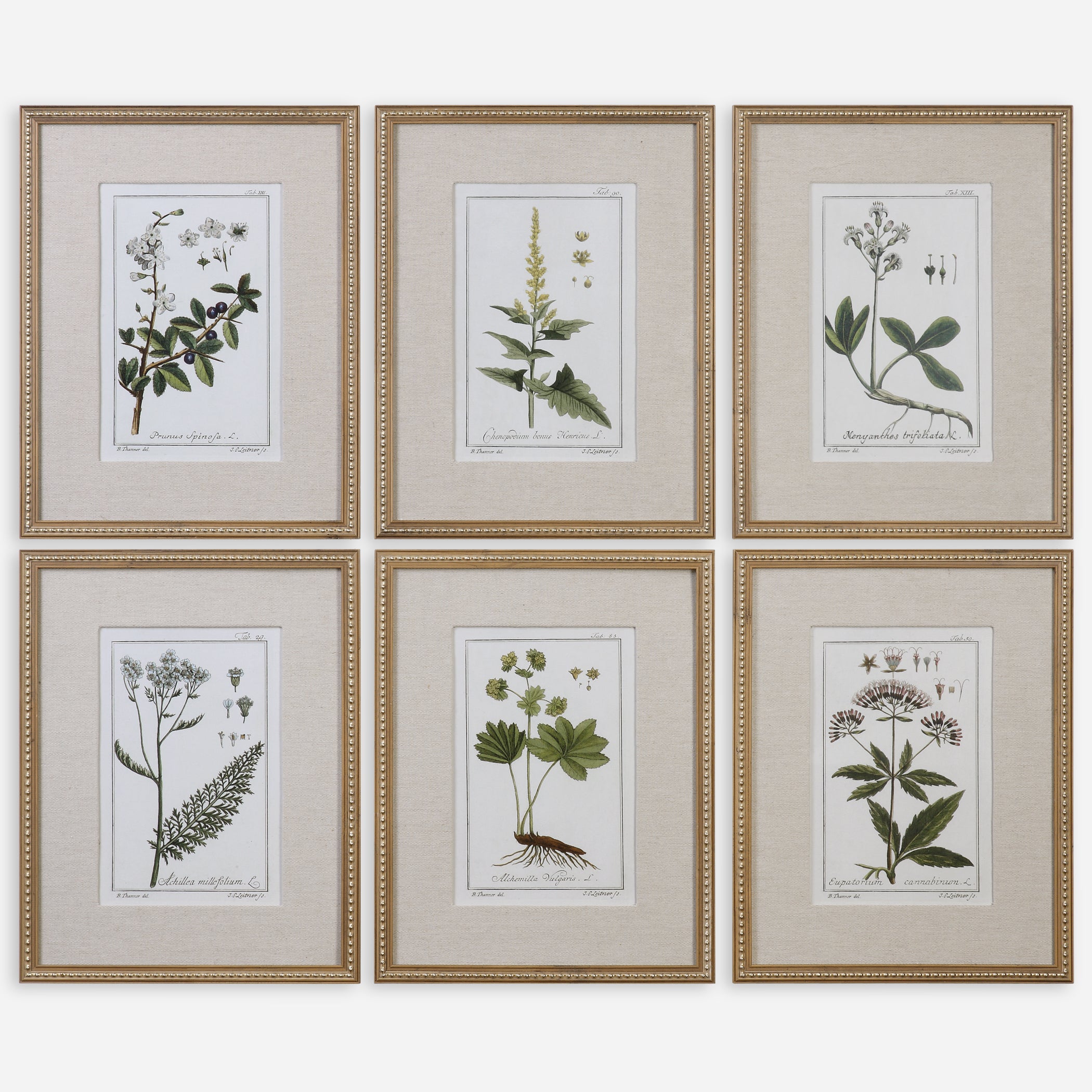 Uttermost Green Floral Botanical Study Floral Prints