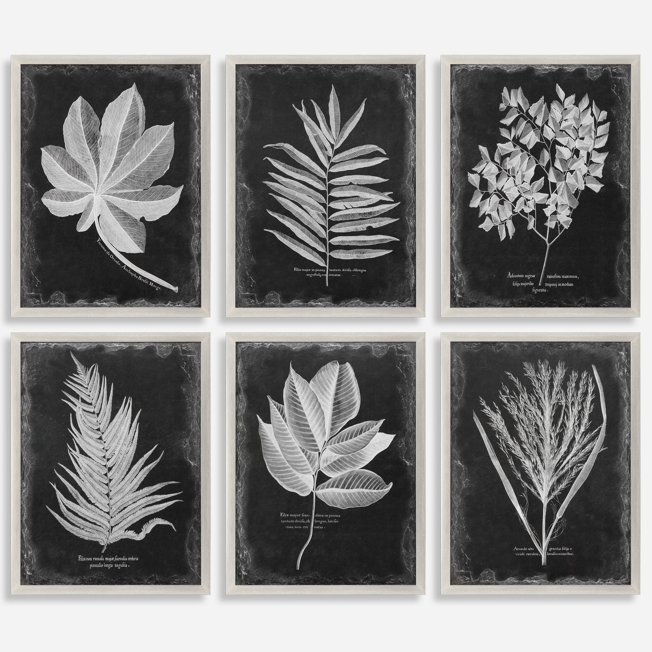 Uttermost Foliage Leaf Prints