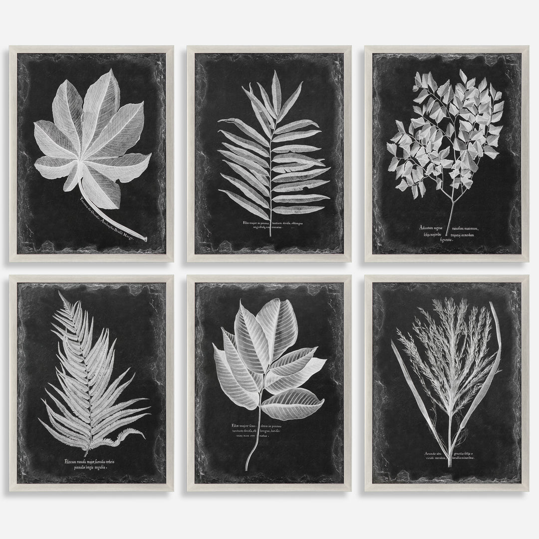 Uttermost Foliage Leaf Prints Wall Decor Uttermost   