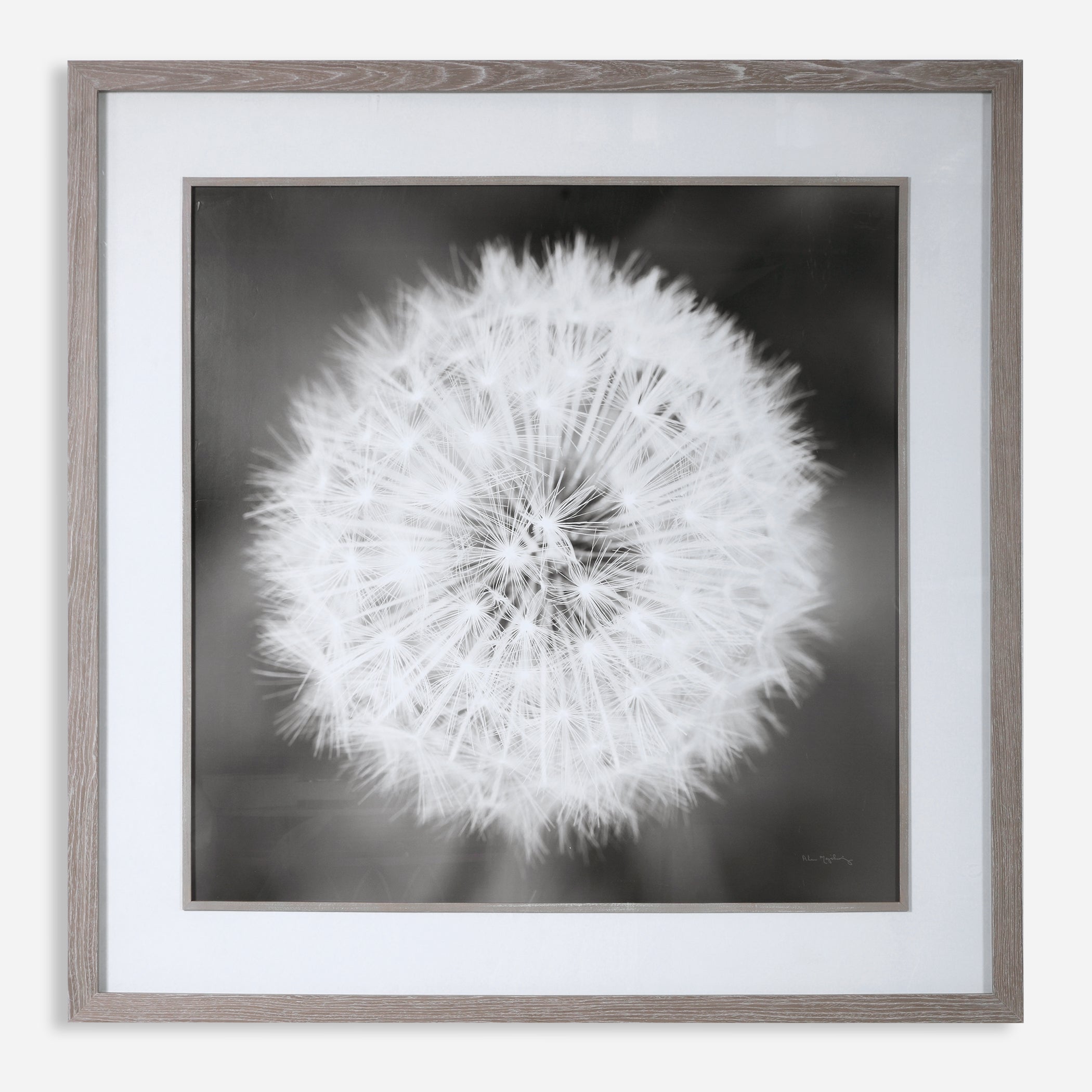 Uttermost Dandelion Seedhead Floral Prints Floral Prints Uttermost   