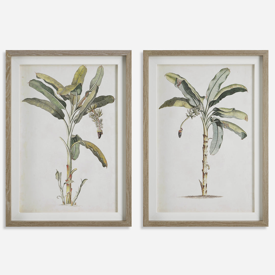 Uttermost Banana Palm Botanical Prints Wall Decor Uttermost   